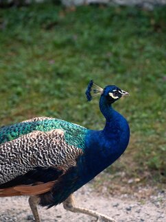 Innsbrucker Festwochen der Alten Musik