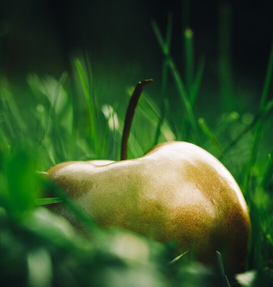 Goldene Äpfel | © Amir Kaufmann